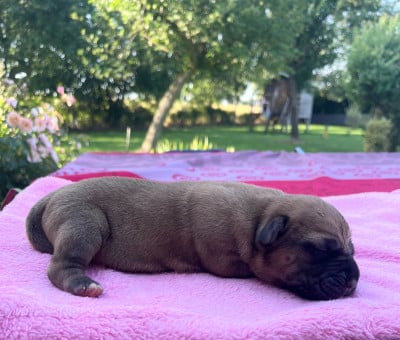 Les chiots de Cane Corso