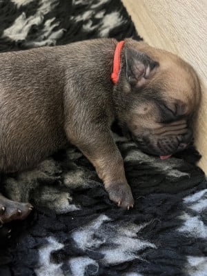 Les chiots de Cane Corso