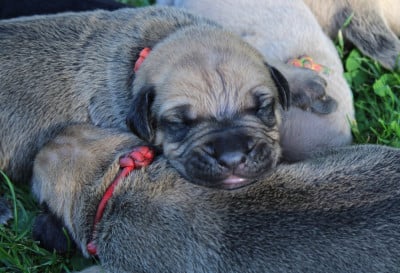 Les chiots de Cane Corso