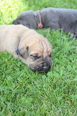 Les chiots de Cane Corso