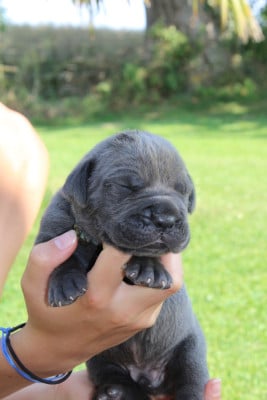 Turquoise - Cane Corso