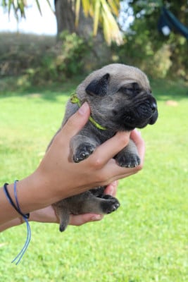 Jaune - Cane Corso