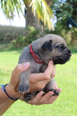 Rouge - Cane Corso