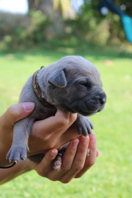 Tricolore - Cane Corso