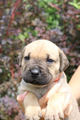 Les chiots de Cane Corso