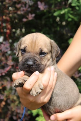 Les chiots de Cane Corso