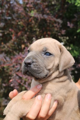 Les chiots de Cane Corso