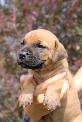 Les chiots de Cane Corso