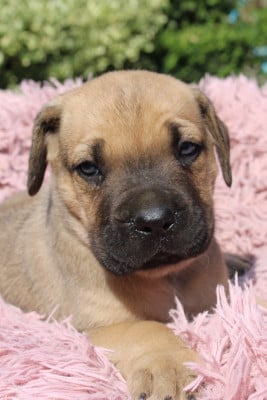 Les chiots de Cane Corso