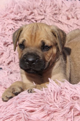 Les chiots de Cane Corso