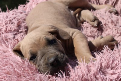 Les chiots de Cane Corso