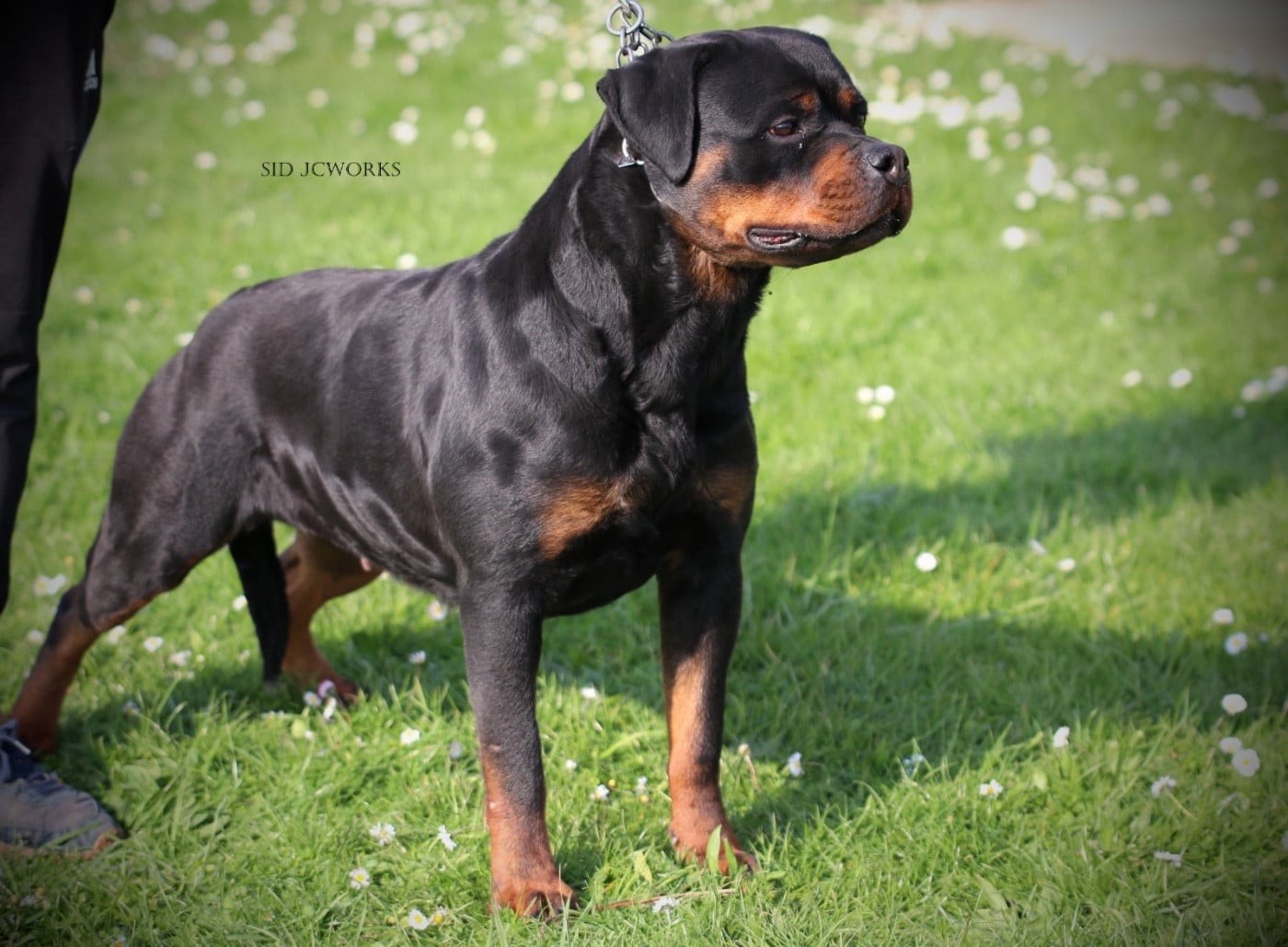 CH. Trinity Von Der Vangfuller