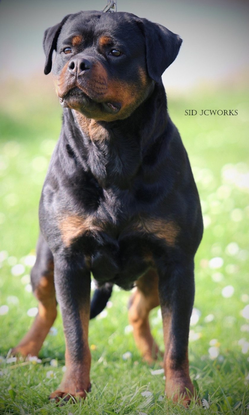 CH. Trinity Von Der Vangfuller