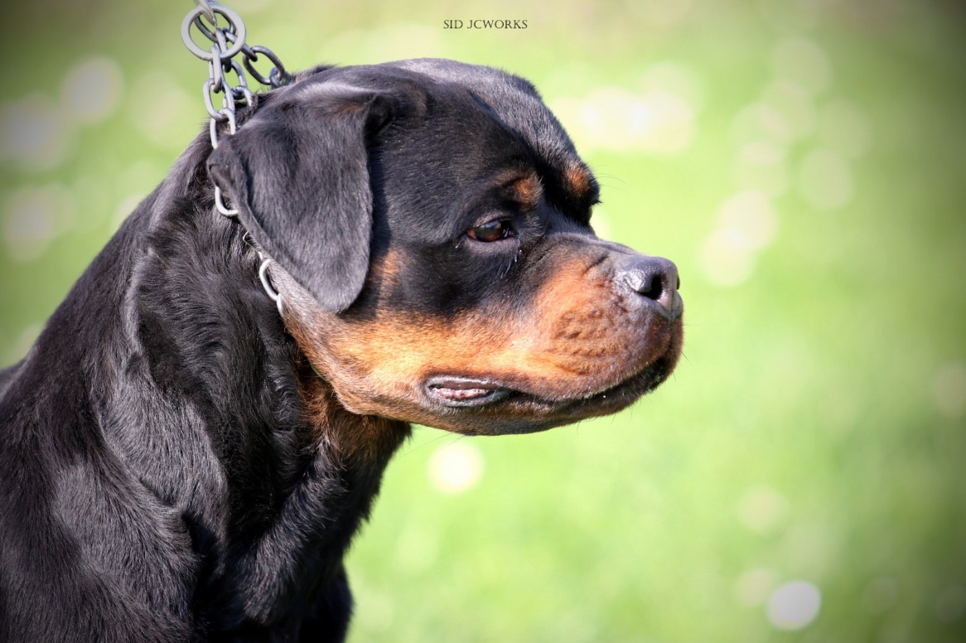 CH. Trinity Von Der Vangfuller