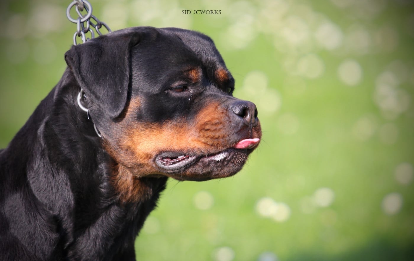 CH. Trinity Von Der Vangfuller