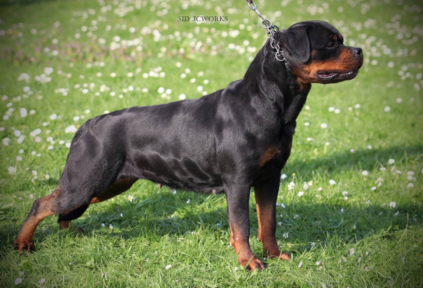 CH. Trinity Von Der Vangfuller