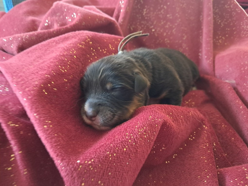 Black - Berger Australien