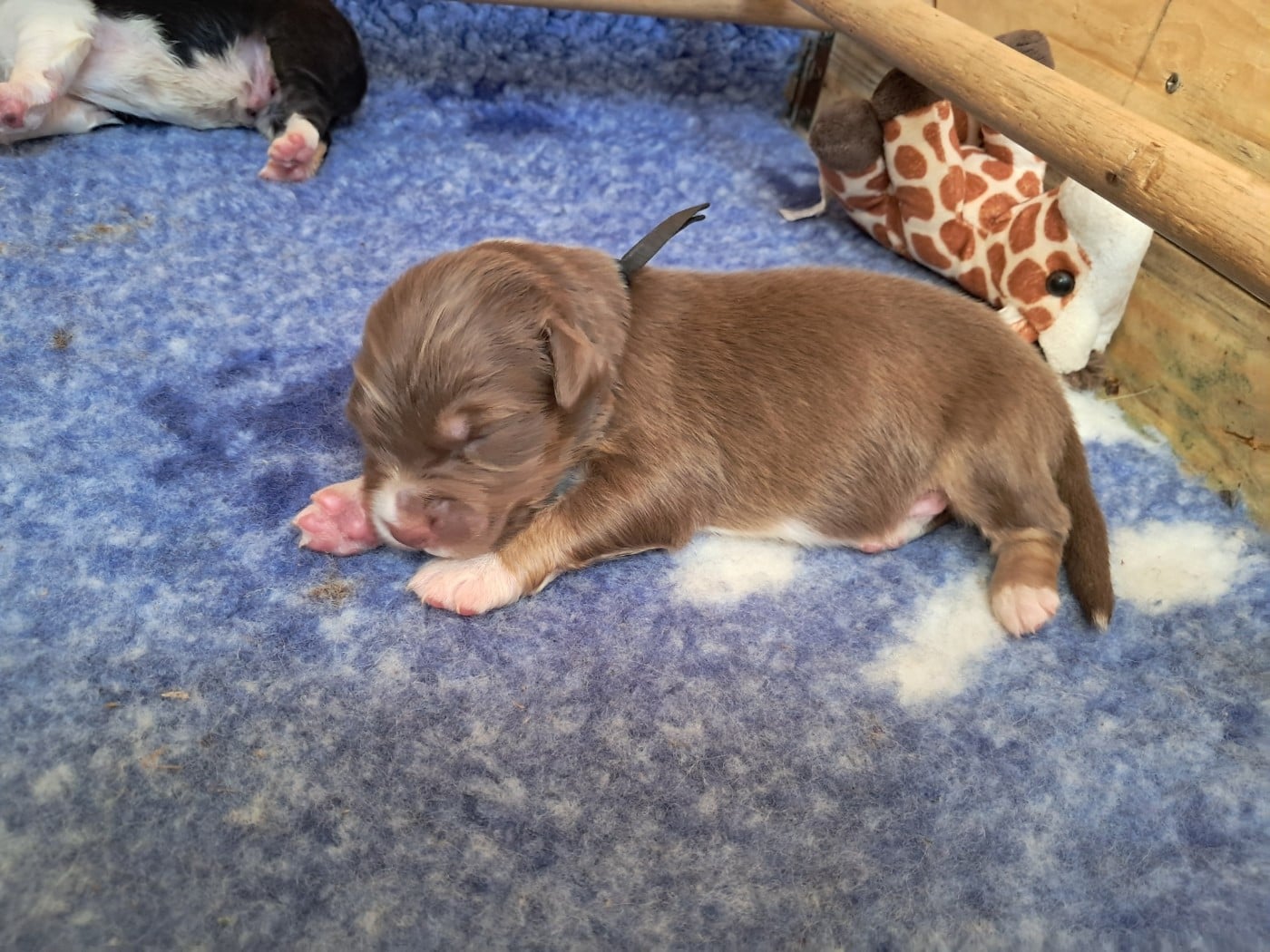 Baloo - Berger Australien