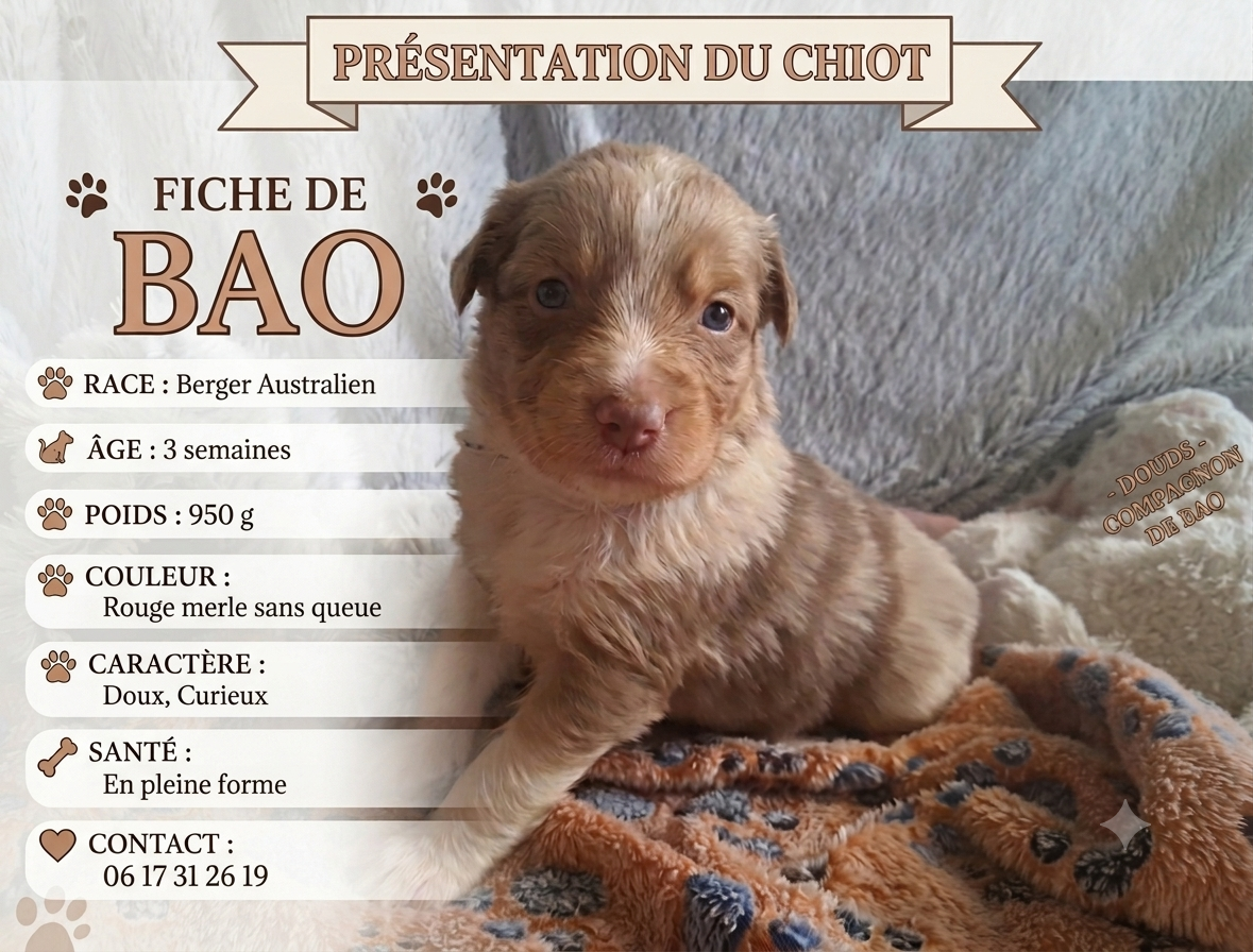 Bao