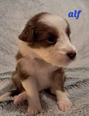 Les chiots de Berger Australien