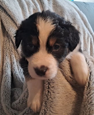 Les chiots de Berger Australien