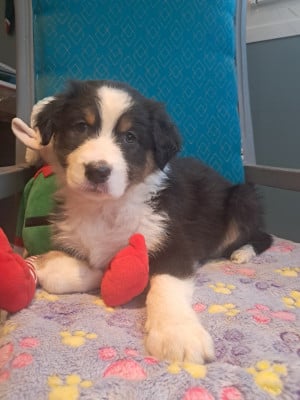 Les chiots de Berger Australien