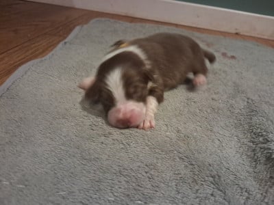 Les chiots de Berger Australien