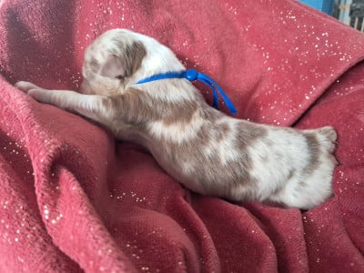 Les chiots de Berger Australien
