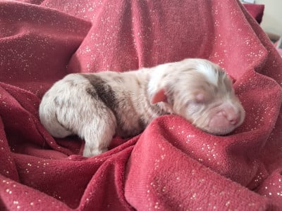 Les chiots de Berger Australien
