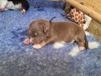 Les chiots de Berger Australien