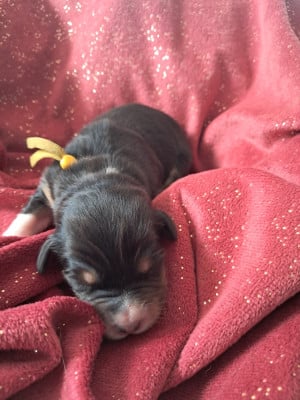Les chiots de Berger Australien