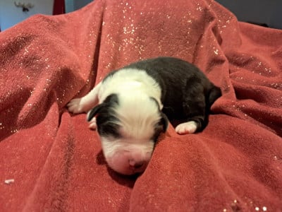 Les chiots de Berger Australien