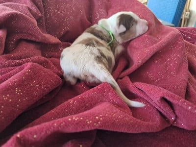 Les chiots de Berger Australien