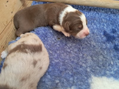 Les chiots de Berger Australien