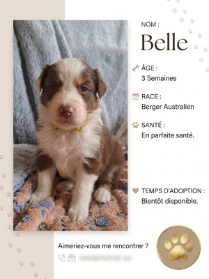 Les chiots de Berger Australien