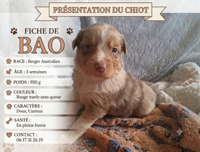 Les chiots de Berger Australien