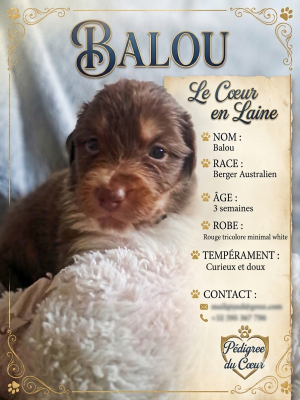 Les chiots de Berger Australien