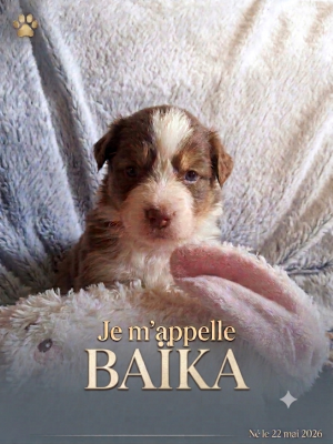 Les chiots de Berger Australien