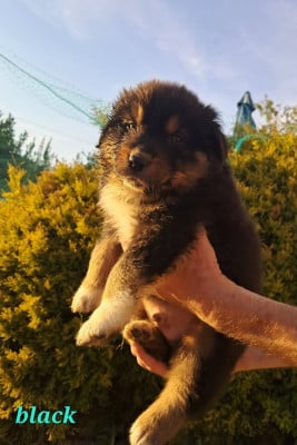 Les chiots de Berger Australien
