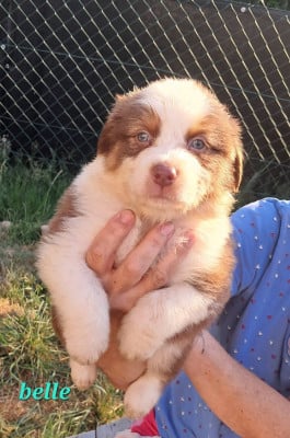 Les chiots de Berger Australien