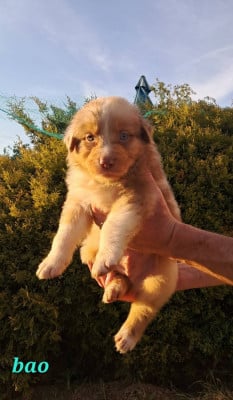 Les chiots de Berger Australien