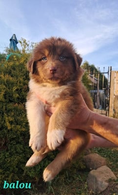 Les chiots de Berger Australien