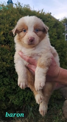Les chiots de Berger Australien