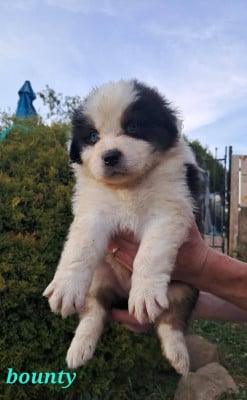 Les chiots de Berger Australien