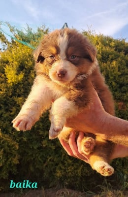 Les chiots de Berger Australien