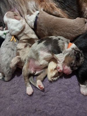 Les chiots de Berger Australien