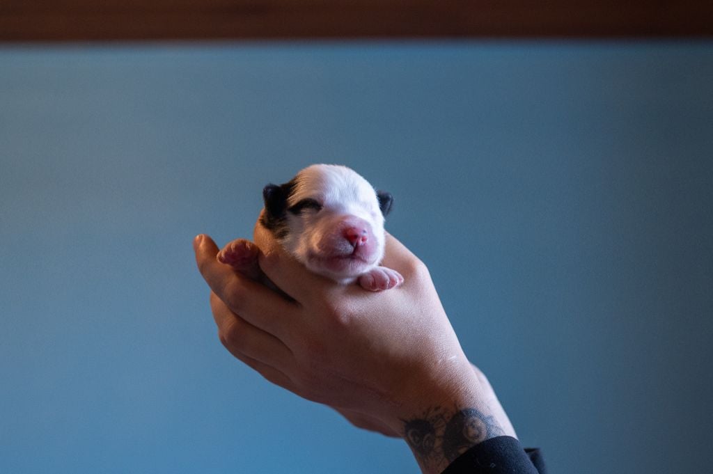 Ardent Sliseag's Edge