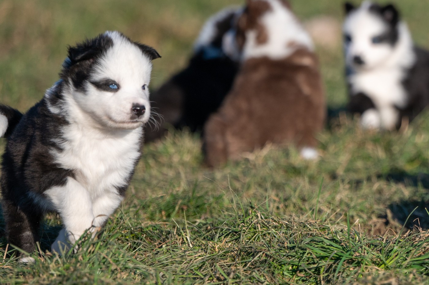 Ardent Sliseag's Edge