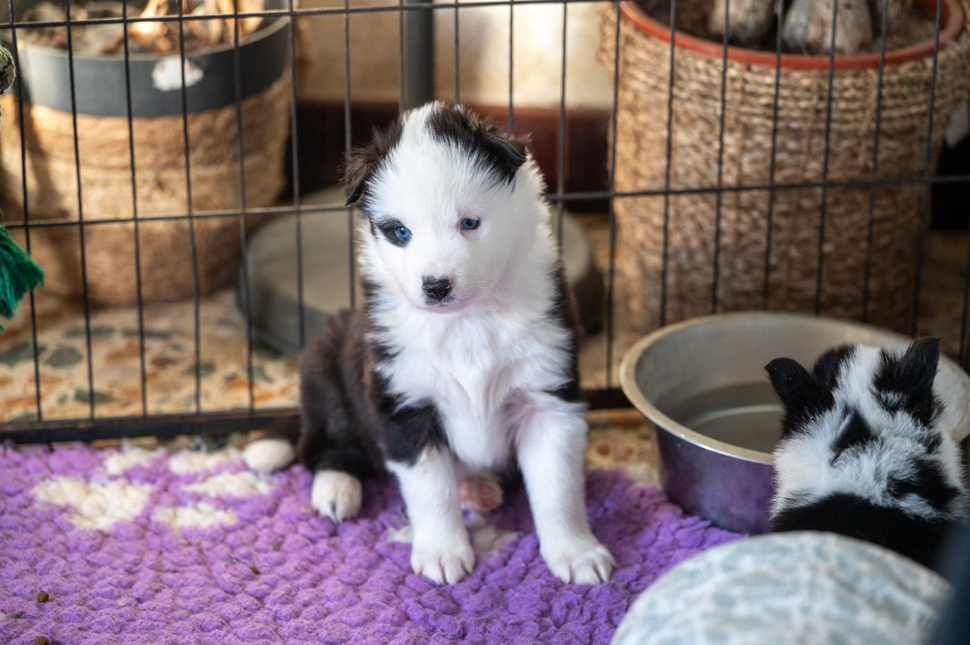 Ardent Sliseag's Edge