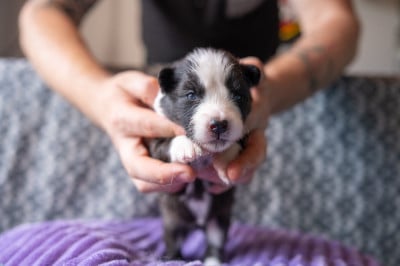 Les chiots de Laika de iakoutie